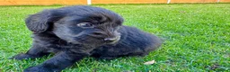 Labradoodle dogs for sale: F1 Labradoodle Merle Babies 🐾🐾🐾 - Advert 17