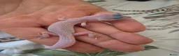 Leopard Gecko reptiles for sale: Leopard geckos available  - Advert 5