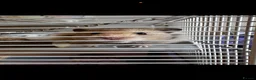Hamster rodents for sale: Syrian hamster  - Advert 2