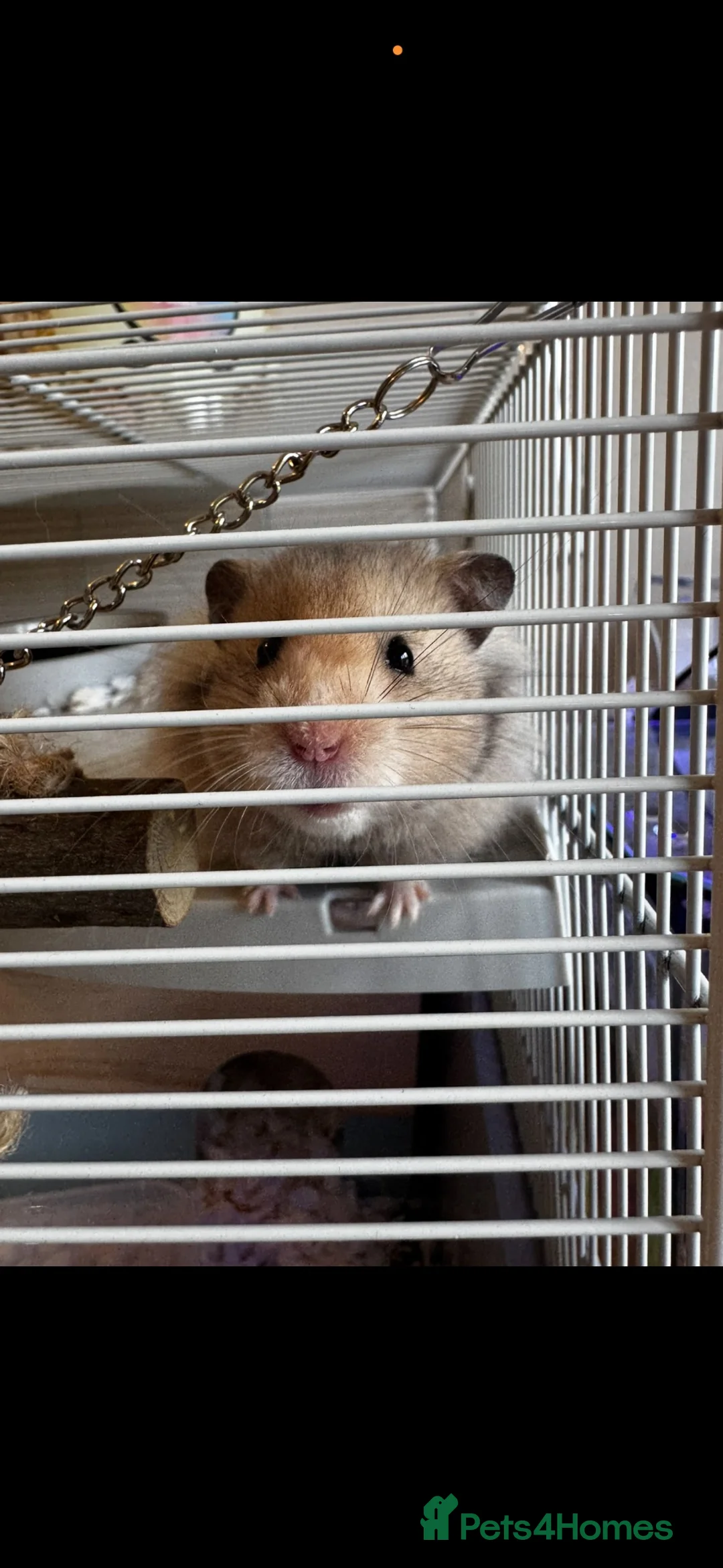 Hamster rodents for sale: Syrian hamster  - Advert 2