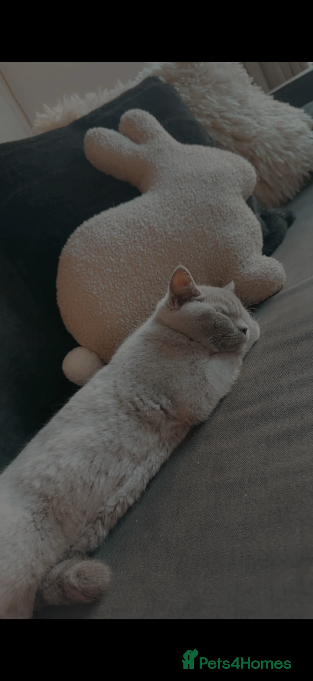 British Shorthair cats for sale: Male British shorthair - Advert 1