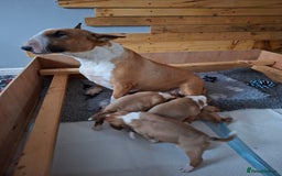 English Bull Terrier dogs for sale: 4 English bull terrier pups 2 male 2 female  - Image 1