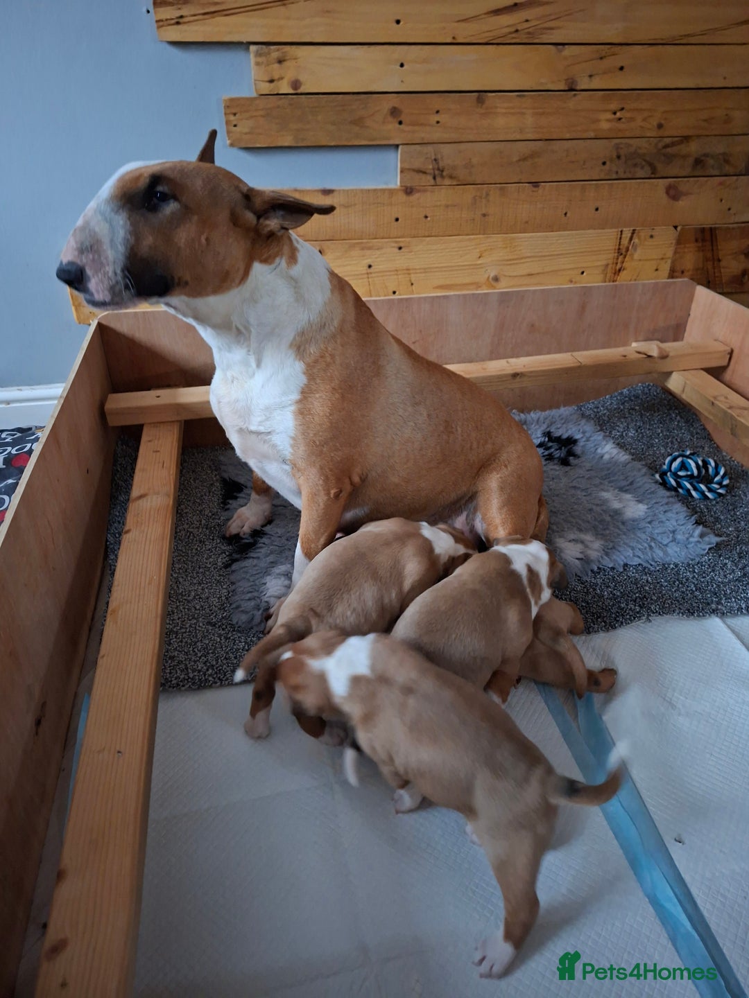 English Bull Terrier dogs for sale: 4 English bull terrier pups 2 male 2 female  - Image 1