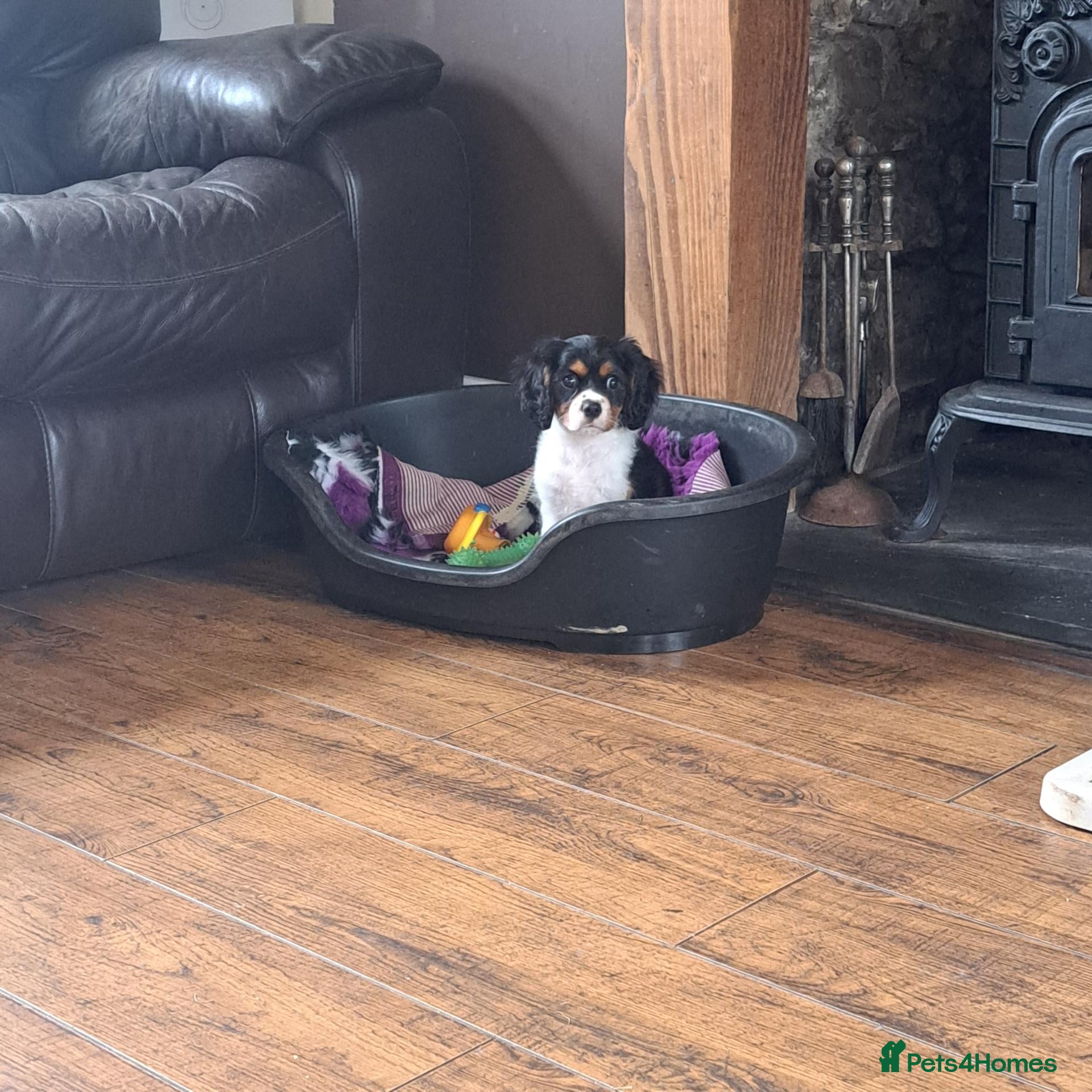 Cavalier King Charles Spaniel dogs Beautiful Tri-Colour Cavalier King Charles Puppies - Advert 2