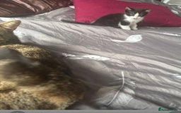 Mixed Breed cats for sale: Two Adorable Male Kittens 🥰😍 - Image 10