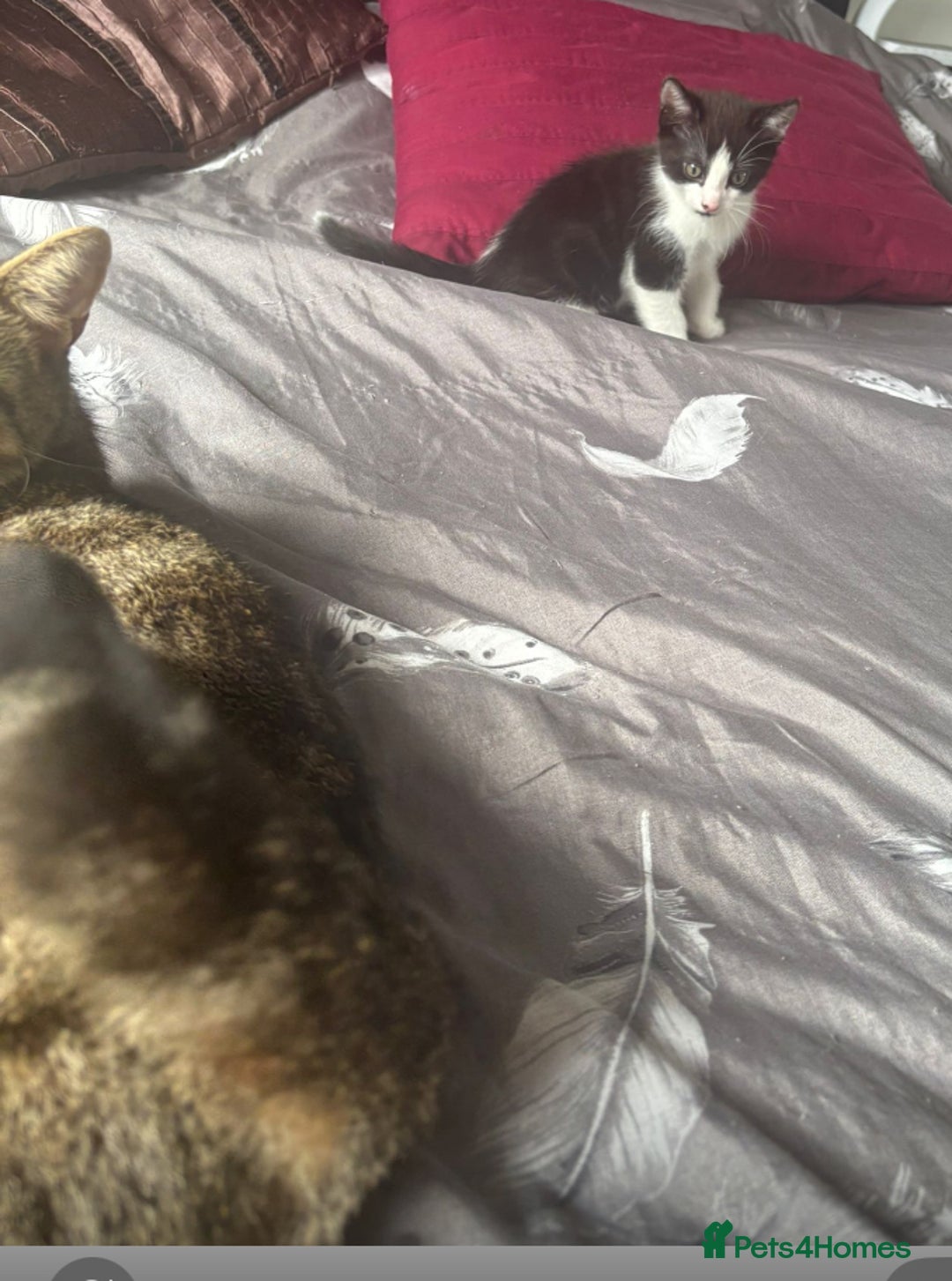 Mixed Breed cats for sale: Two Adorable Male Kittens 🥰😍 - Image 10