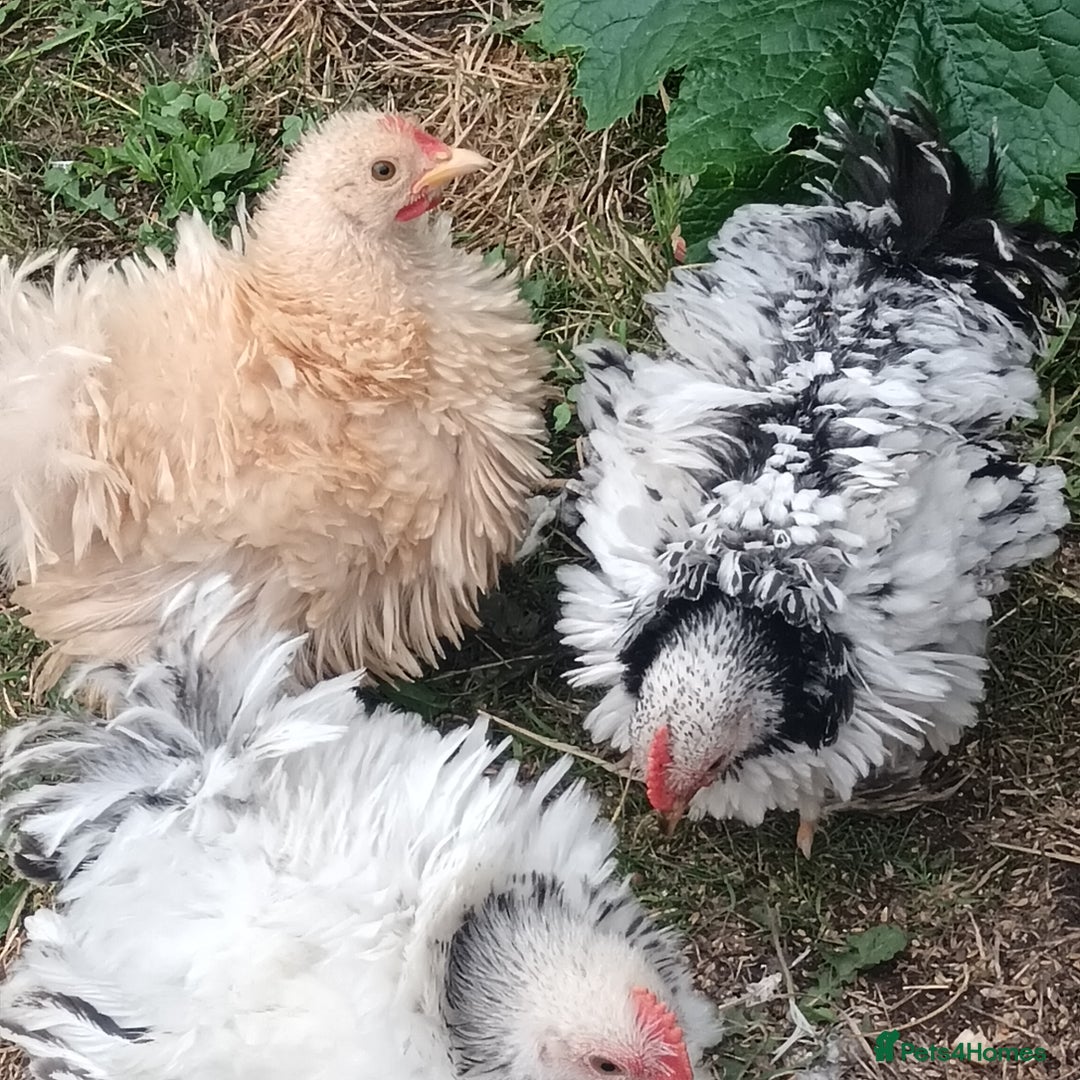Chickens poultry for sale: £25 each for a fancy chicks - Image 2