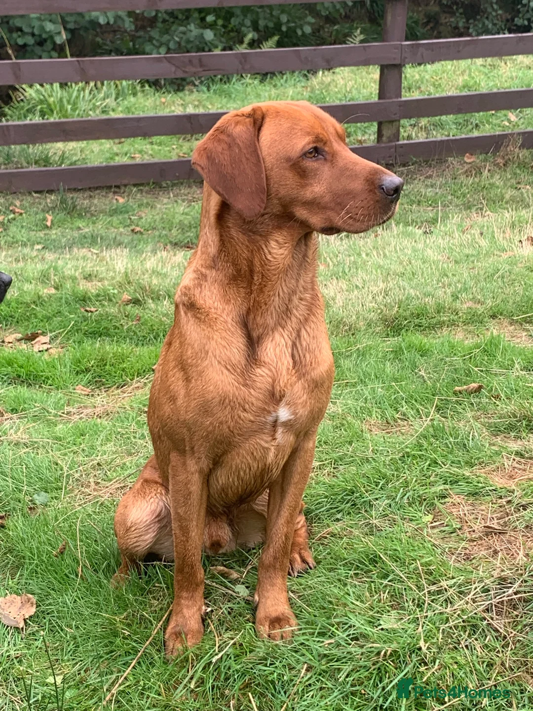 Labrador Retriever dogs for stud: Health tested KC reg fox red lab stud  in Hull - Advert 3
