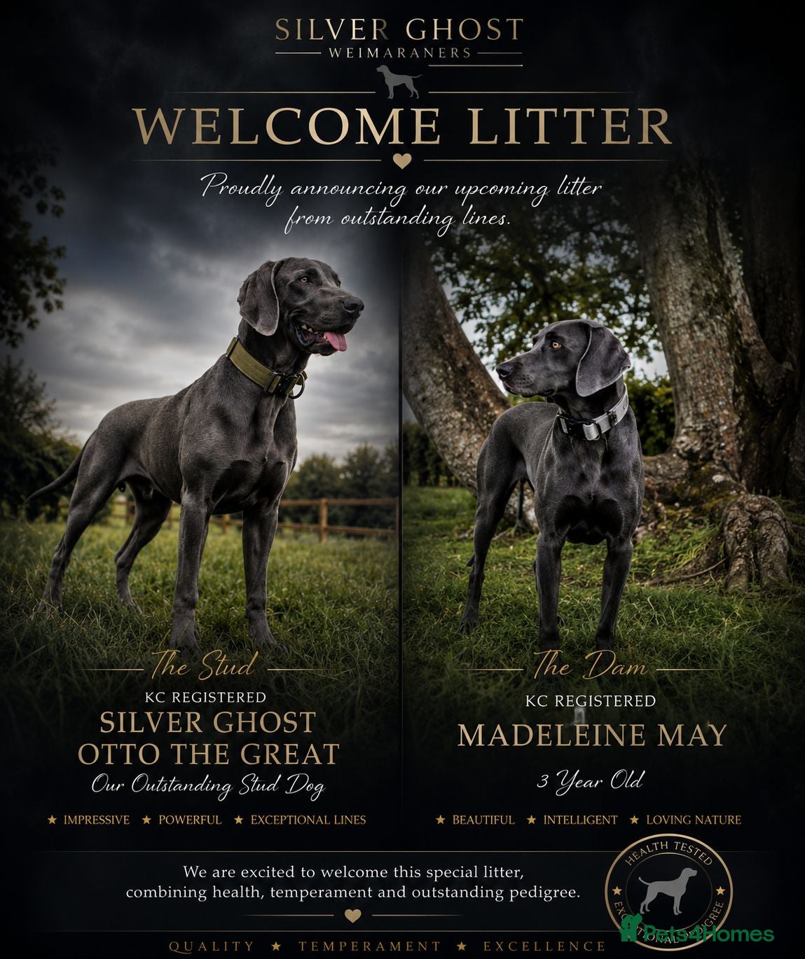 Weimaraner dogs ✨ KC Weimaraner Puppies — Champion Bloodlines ✨ - Advert 1