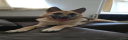 Golden Shepherd dogs for sale: German Shepherd/ Golden Shepherd 11 month old  - Advert 3