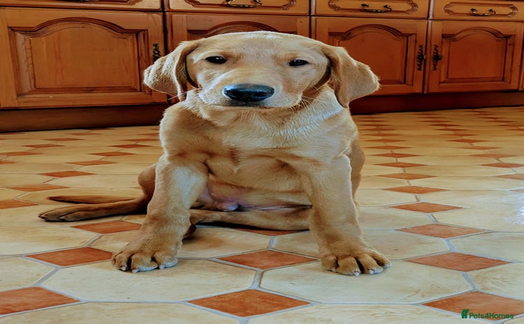 Labrador Retriever dogs - Advert 16
