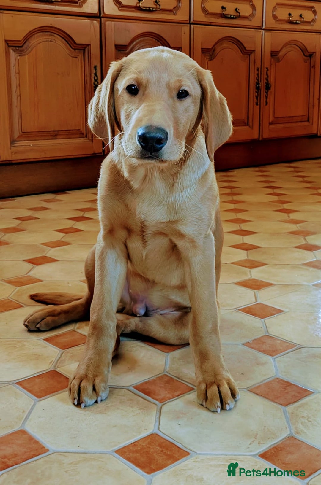 Labrador Retriever dogs for sale: Fox Red Labrador Boy 9 months old. - Image 1