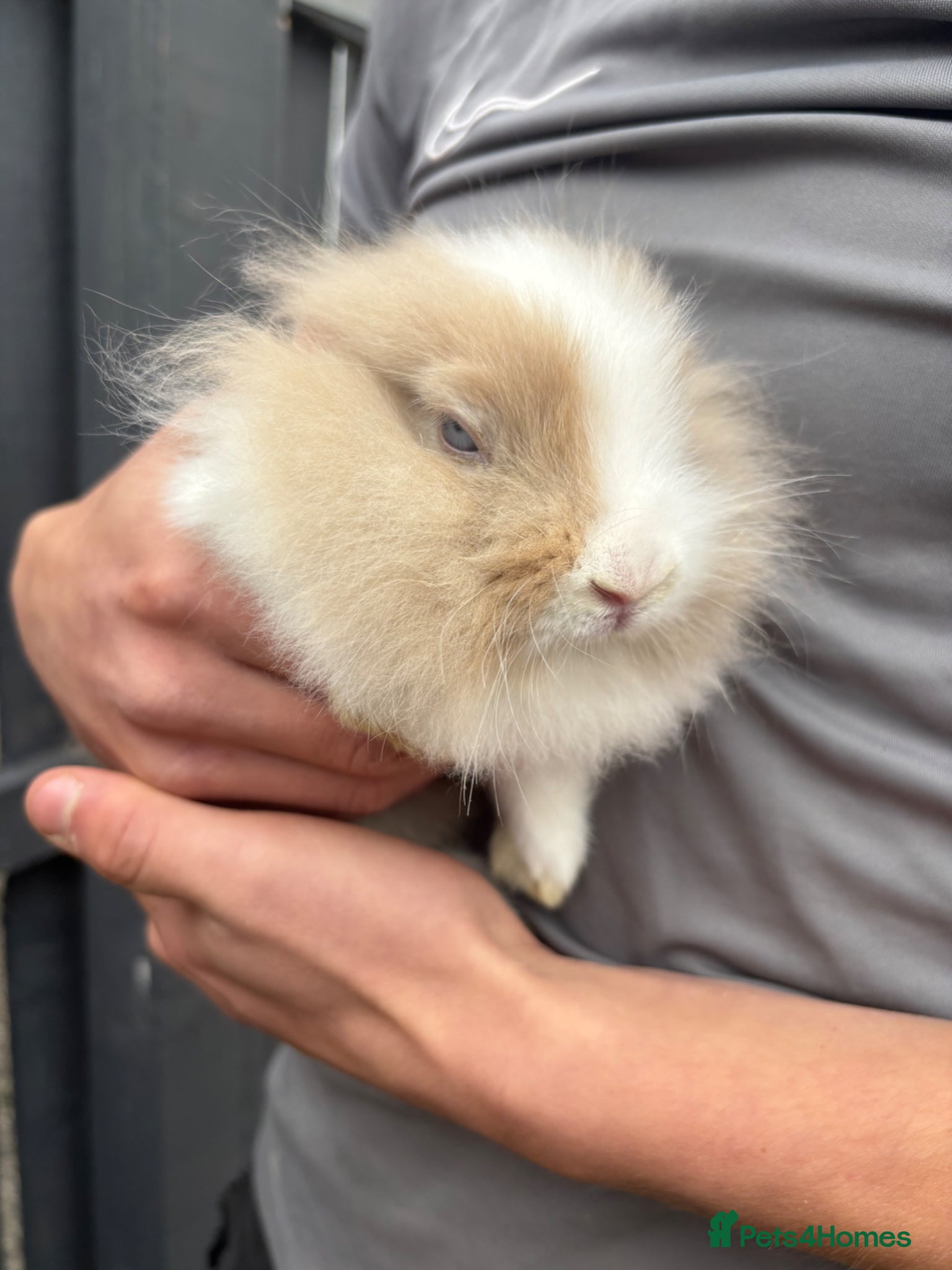 Lionhead rabbits 2 male lion head rabbits  - Advert 1