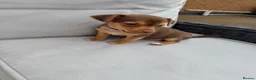 Jack Russell dogs for sale: Mini Jack Russell pups 🐶  - Advert 8