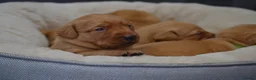 Labrador Retriever dogs for sale: Chunky Fox Red Labrador Puppies  - Advert 15