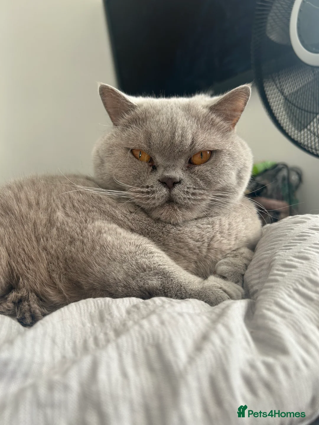 British Shorthair cats for sale: Female Lilac British Short hair - Name SKYLA in Rochdale - Advert 5