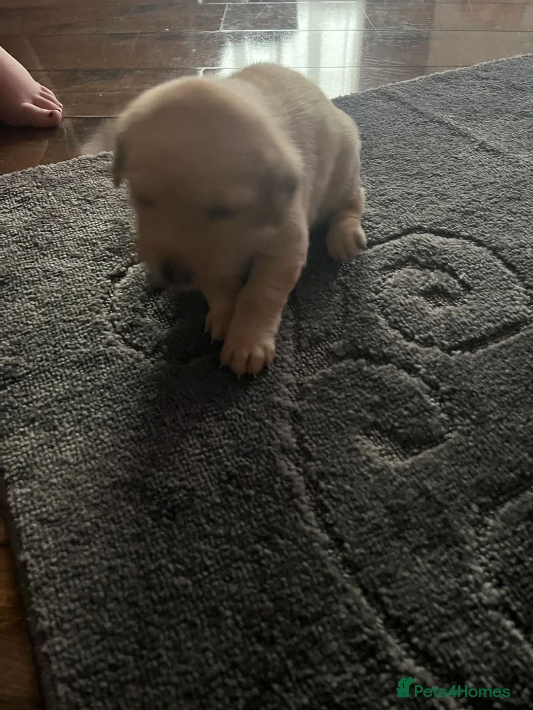 Labrador Retriever dogs for sale: Beautiful Labrador puppy’s  - Advert 19