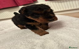 Welsh Terrier dogs for sale: Stunning Health Tested KC Reg Welshie Puppies - Advert 11