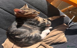 British Shorthair cats for sale: Playful kittens for adoption  - Image 6