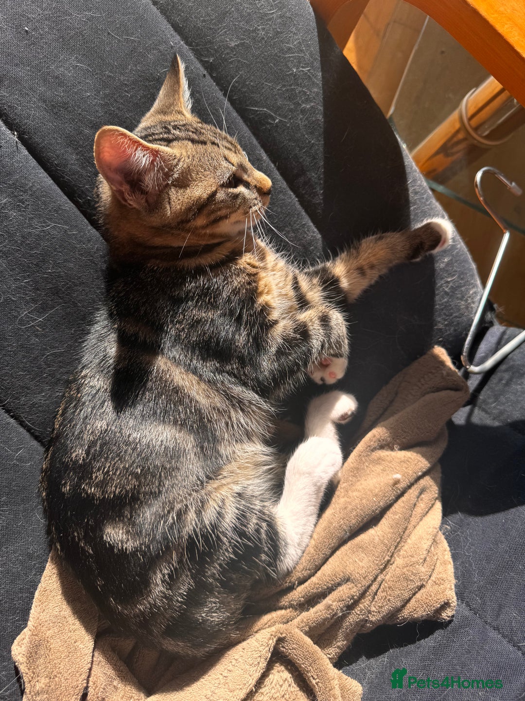 British Shorthair cats for sale: Playful kittens for adoption  - Image 6
