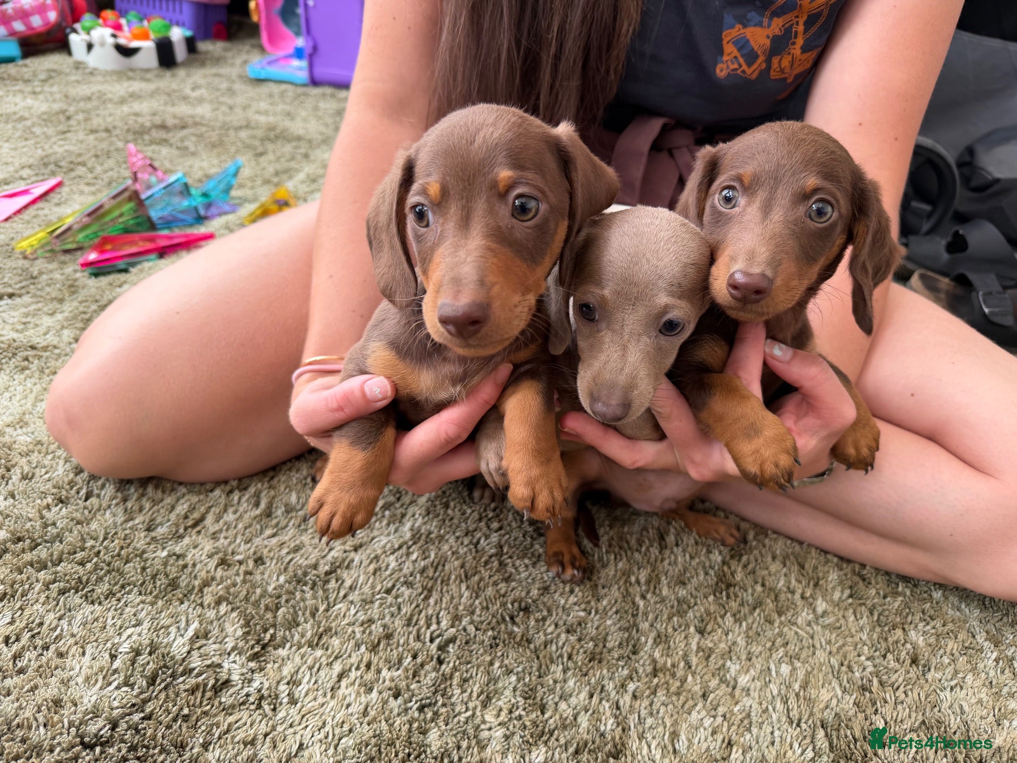 Miniature Dachshund dogs Miniature dachshund - Advert 2
