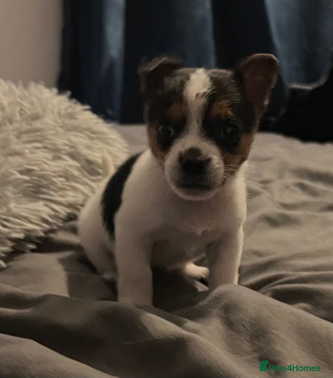 Jack Russell dogs for sale: Last little miniature grace awaiting her family.  - Advert 9