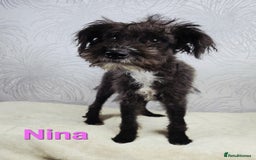 Australian Labradoodle dogs for sale: Australian Labradoodle × Fox Terrier Puppies - Image 36