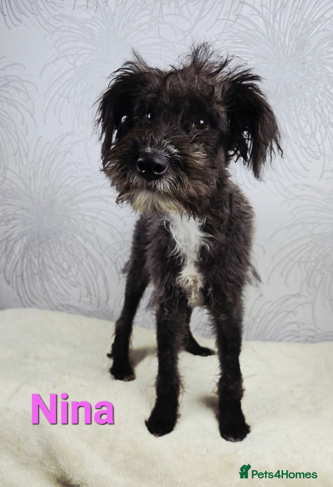 Australian Labradoodle dogs for sale: Australian Labradoodle × Fox Terrier Puppies - Image 36