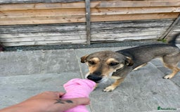 Mixed Breed dogs for adoption: DOTTY – 9 years old, Female, Mixed Breed - Image 2