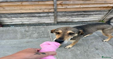 Mixed Breed dogs DOTTY – 9 years old, Female, Mixed Breed - Advert 4