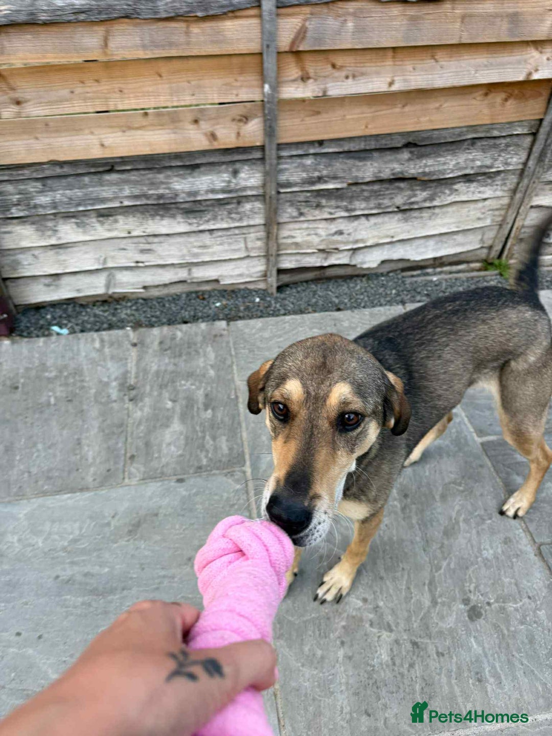 Mixed Breed dogs for adoption: DOTTY – 9 years old, Female, Mixed Breed - Image 2