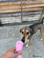 Mixed Breed dogs MARGOT – 9 years old, Female, Mixed Breed - Advert 2