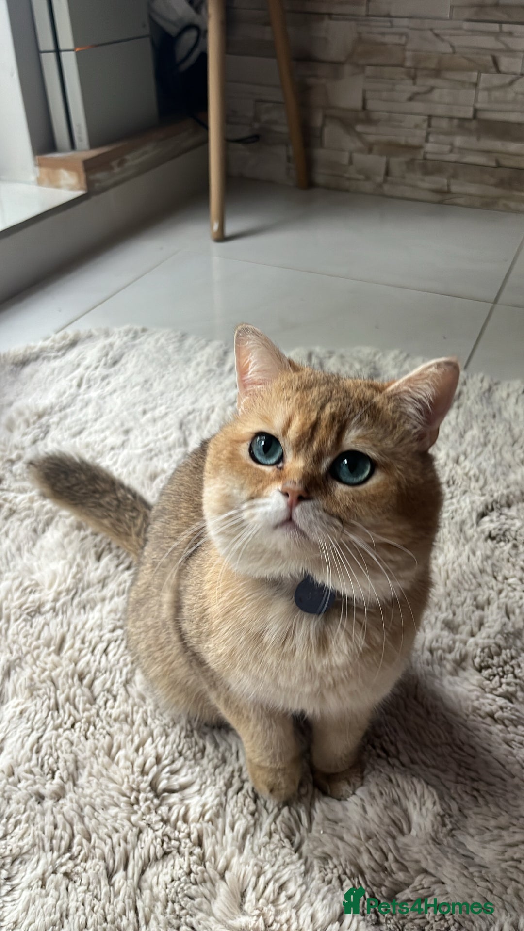 British Shorthair cats for stud: PLEASE READ! Golden BSH with Championship lines in London - Advert 8