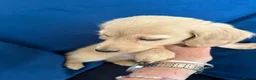 Miniature Dachshund dogs for sale: Pure cream mini long haired dachshund pups - Advert 6
