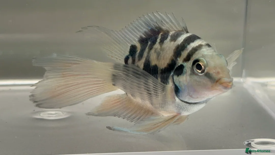 Cichlids fish for sale: Tropical Fish Blue Cichlids – Including Long-Fin - Advert 13