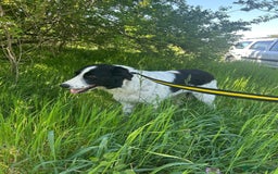 Mixed Breed dogs for adoption: Hope - Norwich Norfolk  - Image 10
