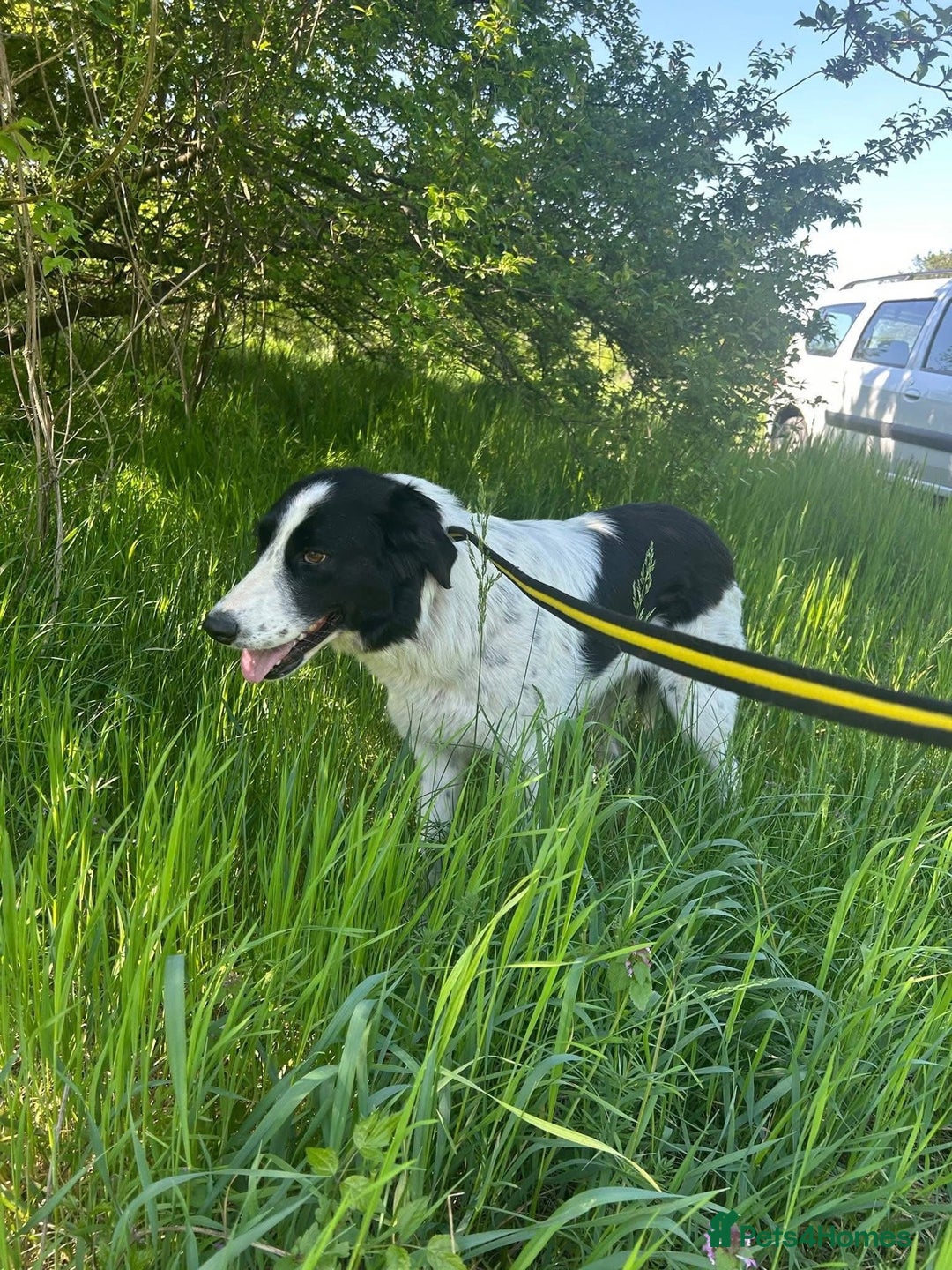 Mixed Breed dogs for adoption: Hope - Norwich Norfolk  - Image 10