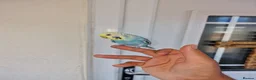 Budgerigars birds for sale: Super silly hand tamed baby budgies  - Advert 25
