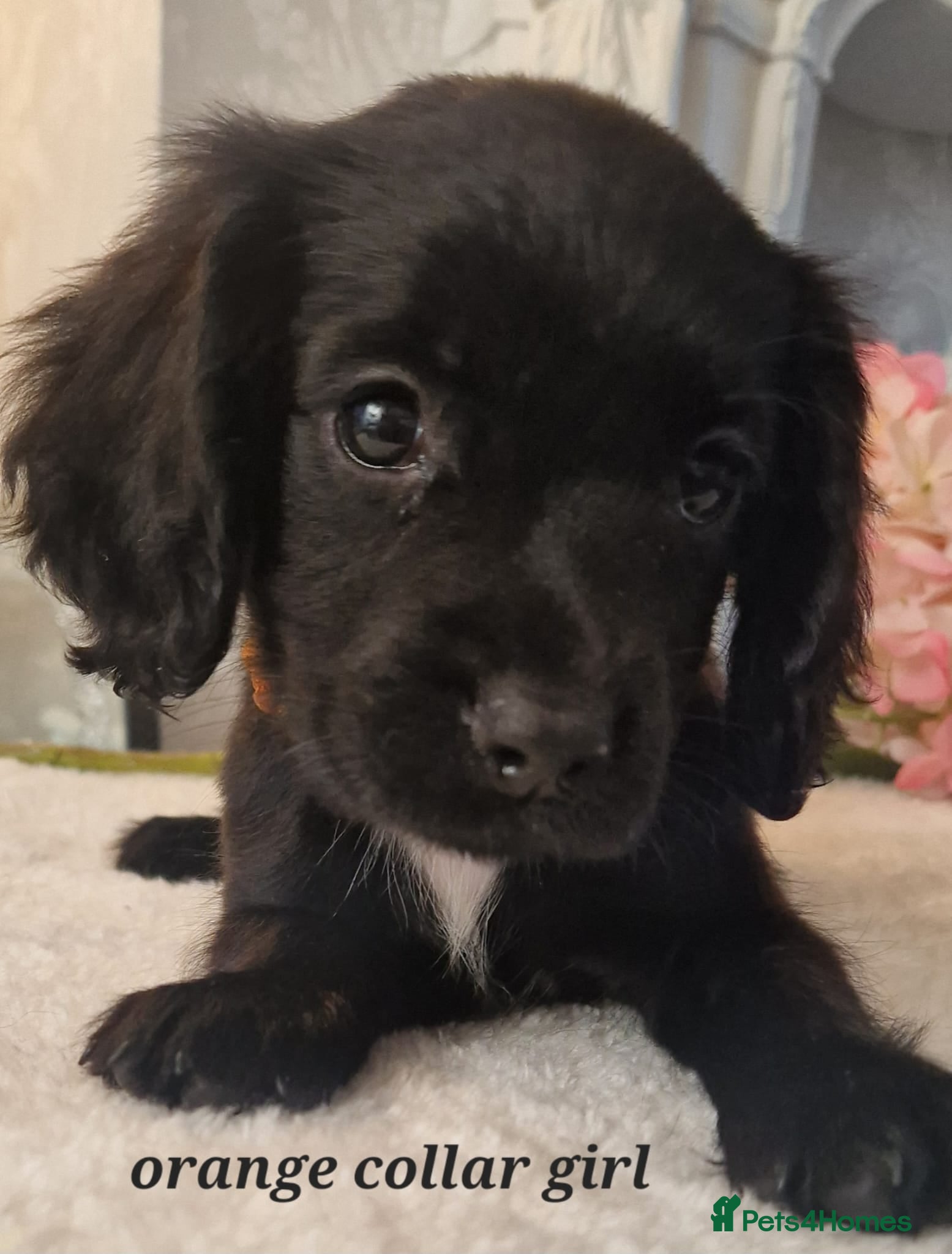 Sprocker dogs  Beautiful Sprocker puppies  - Advert 16