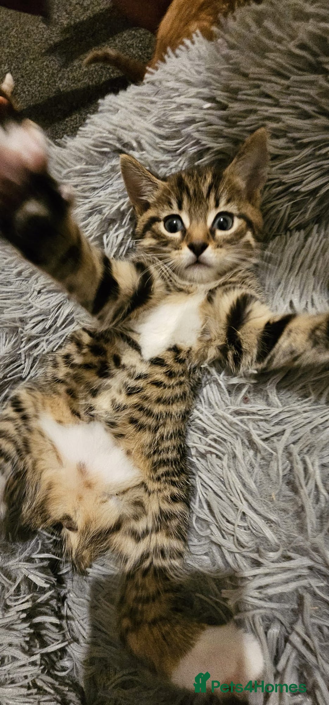 Mixed Breed cats for sale: Playful Bengal Kittens - Advert 8