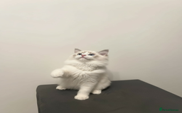 Ragdoll cats for sale: GCCF Champion Line ragdolls kitten  - Advert 2