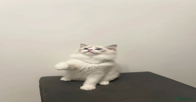 Ragdoll cats GCCF Champion Line ragdolls kitten  - Advert 2