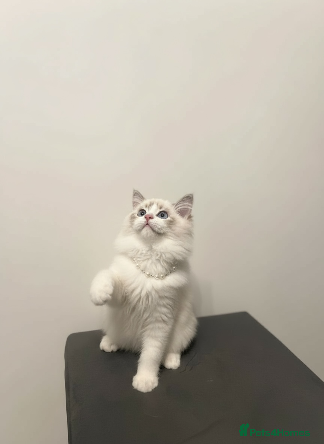 Ragdoll cats for sale: GCCF Champion Line ragdolls kitten  - Advert 2