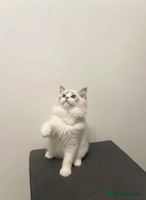Ragdoll cats GCCF Champion Line ragdolls kitten - Advert 3