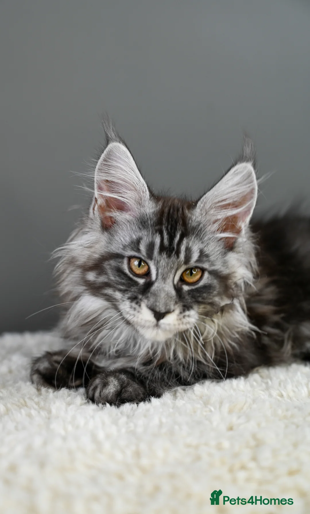 Maine Coon cats for sale: 🧬 STUNNING KITTENS - TICA REGISTERED 🎖️ - Advert 34