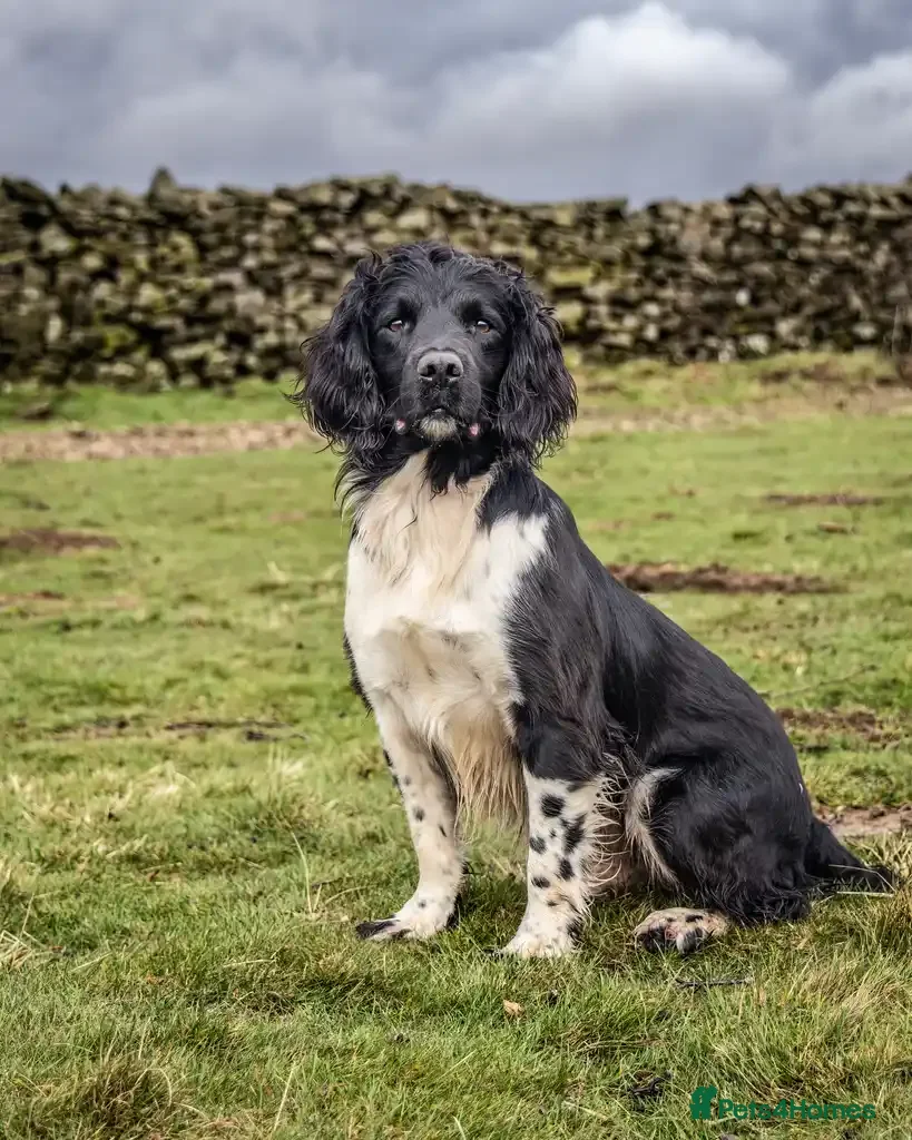 English Springer Spaniel dogs Heavily marked B&W FULLY HEALTH TESTED ESS - Advert 4