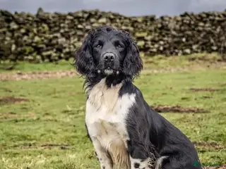 English Springer Spaniel dogs Heavily marked B&W FULLY HEALTH TESTED ESS - Advert 4
