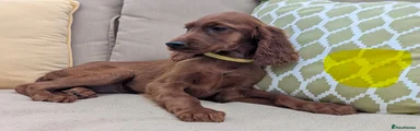 Irish Setter 8
