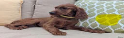 Irish Setter dogs for sale: Kennel Club Irish Setter Puppies  - Advert 25
