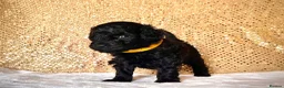 Poodle dogs for sale: 🌟Stunning Mini Poodles🌟CHAMPION LINES, DNA CLEAR - Advert 1